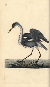 アオサギ（Ardea cinerea）。エドワード・ドノバンがロンドンで出版された自作の「英国鳥類自然史」から描いて彫った手彩色の銅版画。 作： Edward Donovan