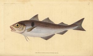 ハドック、Melanogrammus aeglefinus（Gadus aeglefinus）。傷つきやすい。エドワード・ドノバンが、ロンドンのDonovan and F.C. and J. Rivington社の『Natural History of British Fishes』から描いて彫った手彩色の銅版画。 作： Edward Donovan