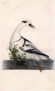 ハーレのポーン。Mergus albellus.エドワード・ドノヴァン（1768-1837）による銅版画、『Histoire naturelle des oiseaux britanniques』（ロンドン）に掲載。 作： Edward Donovan