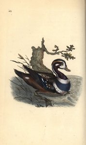 ハーレクインダック（Histrionicus histrionicus）。エドワード・ドノバンがロンドンで出版した「英国鳥類博物誌」から描いて彫った手彩色の銅版画。 作： Edward Donovan