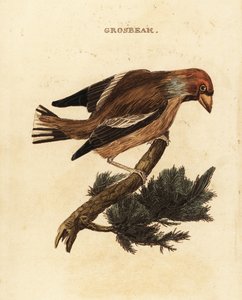 Hawfinch, Coccothraustes coccothraustes 作： Edward Donovan