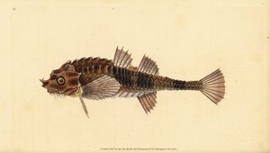 Hooknose, Agonus cataphractus (Pogge or armed bull-head, Cottus cataphractus).エドワード・ドノバンが、ロンドンのDonovan and F.C. and J. Rivington社の『Natural History of British Fishes』から描いて彫った手彩色の銅版画。 作： Edward Donovan