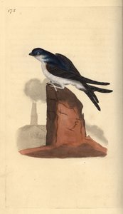 煙突の上にとまるハシビロコウ（Delichon urbicum）。エドワード・ドノバンが自作の「英国鳥類自然史」（ロンドン）から描いて彫った手彩色の銅版画。