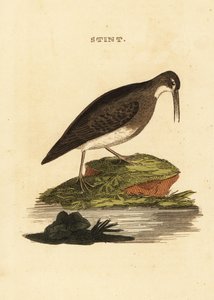 キョウジョシギ（Least sandpiper）、Calidris minutilla 作： Edward Donovan