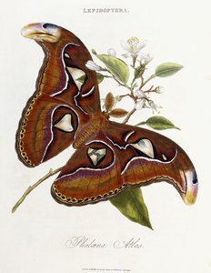 鱗翅目：ファローナアトラス、1798〜1799年 作： Edward Donovan