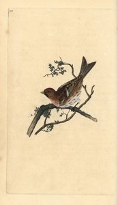 レッサー・レッドポール（Carduelis cabaret）。エドワード・ドノバンがロンドンで出版した「英国鳥類博物誌」から描いて彫った手彩色の銅版画。 作： Edward Donovan