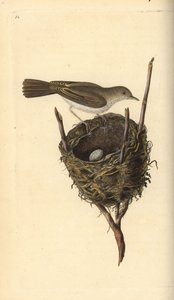 巣と卵を持つコガネムシクイ（Sylvia communis）。エドワード・ドノバンがロンドンで出版された自作の「英国鳥類自然史」から描いて彫った手彩色の銅版画。 作： Edward Donovan