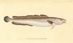 アイナメ、Molva molva（Gadus molva）。エドワード・ドノバンが、ロンドンのDonovan and F.C. and J. Rivington社の『Natural History of British Fishes』から、手書きで描いて彫った色付き銅版画。