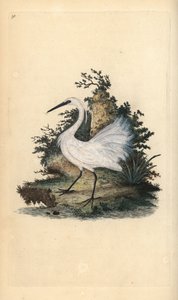 コサギ（Egreta garzetta）。エドワード・ドノバンがロンドンで出版した自作の「英国鳥類博物誌」から描いて彫った手彩色の銅版画。 作： Edward Donovan