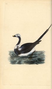 オナガガモ、Clangula hyemalis。傷つきやすい。エドワード・ドノバンが自作の「英国鳥類自然史」（ロンドン）から描いて彫った手彩色の銅版画。 作： Edward Donovan