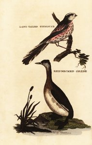 Long-tailed tit or long-tailed bushtit, Aegithalos caudatus, and red-necked grebe, Podiceps grisegena 作： Edward Donovan