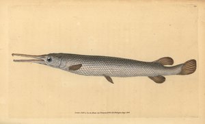 ロングノーズガー、レピソステウス・オッセウス（オッセウス・ガー・フィッシュ、Esox osseus）。エドワード・ドノヴァンが、ロンドンのDonovan and F.C. and J. Rivington社の『Natural History of British Fishes』から描いて彫った手彩色の銅版画。