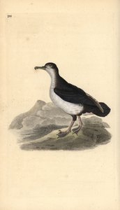 マンクス・シアーウォーター（Puffinus puffinus）。エドワード・ドノバンがロンドンで出版した自作の「英国鳥類博物誌」から描いて彫った手彩色の銅版画。