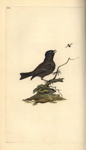 マーシュ・ティット（Poecile Palustris）。エドワード・ドノバンがロンドンで出版された自作の「英国鳥類自然史」から描いて彫った手彩色の銅版画。 作： Edward Donovan