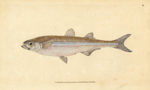 地中海のワカサギ、またはヨーロッパのアザラシ、Atherina hepsetus。エドワード・ドノバンが、ロンドンのDonovan and F.C. and J. Rivington社の『Natural History of British Fishes』から手彩色の銅版画を描いて彫刻したもの。 作： Edward Donovan