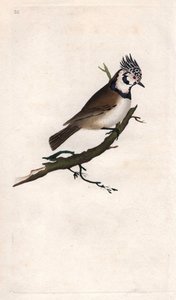 メサンジュ・ヒュッペ。Lopophanes cristatus cristatus（Parus cristatus）。エドワード・ドノヴァン（1768-1837）による銅版画、Histoire naturelle des oiseaux britanniques, Londonに掲載。 作： Edward Donovan