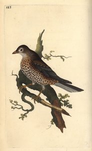 アザミのツグミ（Turdus viscivorus）。エドワード・ドノバンがロンドンで出版された自作の「英国鳥類自然史」から描いて彫った手彩色の銅版画。 作： Edward Donovan