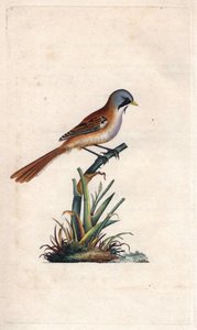 ムスタッシュ・ブリーディング（passeriforme）。Panurus biarmicus（Parus biarmicus）。エドワード・ドノヴァン（1768-1837）による銅版画、Histoire naturelle des oiseaux britanniques, Londonに掲載。 作： Edward Donovan