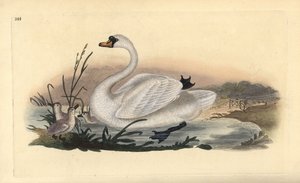 雛を連れたコブハクチョウ（Cygnus olor）。エドワード・ドノヴァンがロンドンで出版された自作の「英国鳥類博物誌」から描いて彫った手彩色の銅版画。