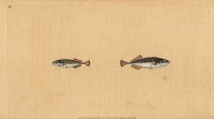 Ninespine stickleback, Pungitius pungitius (Lesser or ten-spined stickleback, Gasterosteus pungitius).エドワード・ドノバンが、ロンドンのDonovan and F.C. and J. Rivington社の『Natural History of British Fishes』から描いて彫った手彩色の銅版画。 作： Edward Donovan