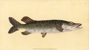 ノーザンパイク、Esox lucius。エドワード・ドノバンが、ロンドンのDonovan and F.C. and J. Rivington社の『Natural History of British Fishes』に掲載されている写真をもとに、手彩色の銅版画を描いて彫刻したもの。