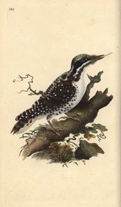 北部三毛別のキツツキ。Picoides tridactylus.エドワード・ドノバンがロンドンの自作「英国鳥類博物誌」から描いて彫った手彩色の銅版画。 作： Edward Donovan