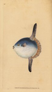 マンボウ（Mola mola）。脆弱である。(マンボウ、Tetrodon mola）。)エドワード・ドノバンが、ロンドンのDonovan and F.C. and J. Rivington社の『Natural History of British Fishes』から描いて彫った手彩色の銅版画。