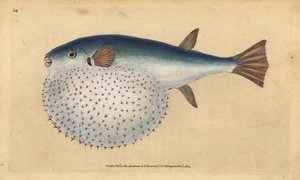 Oceanic puffer, Lagocephalus lagocephalus (Stellated globefish, Tetrodon stellatus).エドワード・ドノバンが、ロンドンのDonovan and F.C. and J. Rivington社の『Natural History of British Fishes』から描いて彫った手彩色の銅版画。