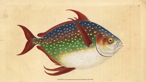 オーパーまたはキングフィッシュ、Lampris guttatus（ゼウス・ルナ）。エドワード・ドノバンが、ロンドンのDonovan and F.C. and J. Rivington社の『Natural History of British Fishes』から、手書きで描いて彫った色付き銅版画。