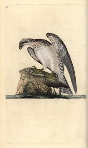 釣った魚の上に立つミサゴ（Pandion haliaetus）。エドワード・ドノバンがロンドンで出版された自作の「英国鳥類博物誌」から描いて彫った手彩色の銅版画。 作： Edward Donovan