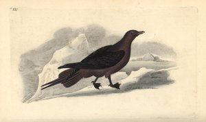 Parasitic Jaeger, Stercorarius parasiticus.エドワード・ドノバンがロンドンで出版した「英国鳥類博物誌」から描いて彫った手彩色の銅版画。 作： Edward Donovan