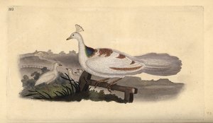 クジャクの足、Pavo cristatus、子供を連れたメス。エドワード・ドノバンがロンドンで出版した自作の「英国鳥類博物誌」から描いて彫った手彩色の銅版画。 作： Edward Donovan