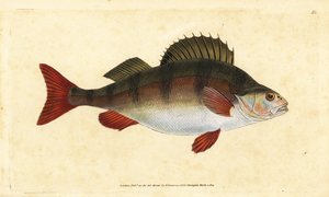 パーチ（Perca fluviatilis）。エドワード・ドノバンが、ロンドンのDonovan and F.C. and J. Rivington社の『Natural History of British Fishes』から手彩色の銅版画を描いて彫刻したもの。 作： Edward Donovan