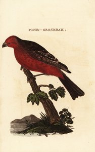 パイングロスビーク、Pinicola enucleator