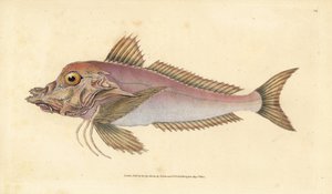 パイパー（Trigla lyra）。エドワード・ドノバンがイギリスの魚類の自然史から描いて彫った手彩色の銅版画、ドノバンとF.C.とJ.リヴィントン、ロンドン 作： Edward Donovan