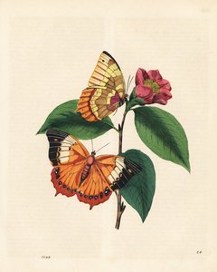 ツバキの上にいる平たいラジャチョウ、チャラクセス・プサホン（Nymphalis bernardus）。エドワード・ドノバン著「中国昆虫博物誌」より引用 作： Edward Donovan
