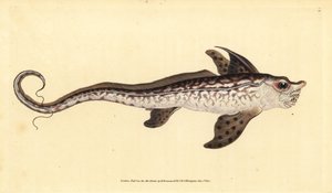 ラビットフィッシュまたはシーモンスター、Chimaera monstrosa。絶滅寸前。エドワード・ドノバンが、ロンドンのDonovan and F.C. and J. Rivington社の『Natural History of British Fishes』から手書きで描いて彫った色付き銅版画。 作： Edward Donovan