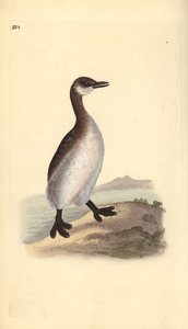 アカククリ（雌）、Podiceps grisegena。エドワード・ドノバンがロンドンで出版した自作の「英国鳥類博物誌」から描いて彫った手彩色の銅版画。 作： Edward Donovan