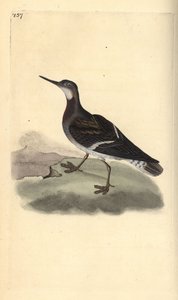 レッドネック・ファラロペ（Phalaropus lobatus）。エドワード・ドノバンがロンドンで出版した自作の「英国鳥類博物誌」から描いて彫った手彩色の銅版画。 作： Edward Donovan