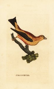 アカショウビン、Loxia curvirostra