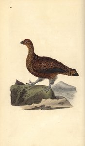 アカライチョウ（メス）、Lagopus scotica。エドワード・ドノバンがロンドンで出版した自作の「英国鳥類博物誌」から描いて彫った手彩色の銅版画。 作： Edward Donovan