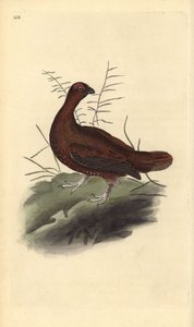 アカライチョウ（Lagopus lagopus scotica）。エドワード・ドノバンがロンドンで出版された自作の「英国鳥類博物誌」から描いて彫った手彩色の銅版画。