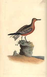 レッドノット（Calidris canutus）。エドワード・ドノバンがロンドンで出版した「英国鳥類博物誌」から描いて彫った手彩色の銅版画。 作： Edward Donovan