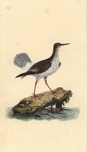 レッドシャンク（Tringa totanus）。エドワード・ドノバンがロンドンで出版した自作の「英国鳥類博物誌」から描いて彫った手彩色の銅版画。 作： Edward Donovan
