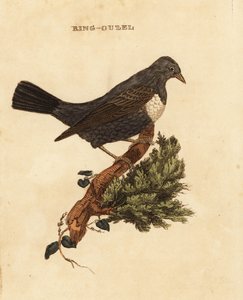 リングウゼル（Turdus torquatus