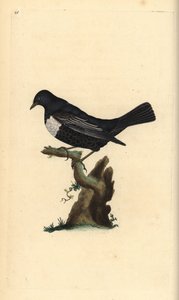 Ring ouzel, Turdus torquatus.エドワード・ドノバンがロンドンで出版した「英国鳥類博物誌」から描いて彫った手彩色の銅版画。 作： Edward Donovan