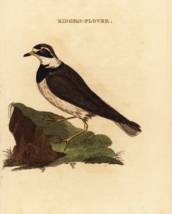 リングドチドリ、Charadrius hiaticula 作： Edward Donovan