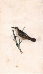 ロッド・フラグミ。Acrocephalus schoenobaenus（Motacilla salicaria）。エドワード・ドノヴァン（1768-1837）による銅版画、Histoire naturelle des oiseaux britanniques, Londonに掲載。 作： Edward Donovan