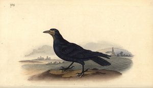 ルーク（Corvus frugilegus）。エドワード・ドノバンがロンドンで出版した「英国鳥類博物誌」から描いて彫った手彩色の銅版画。 作： Edward Donovan