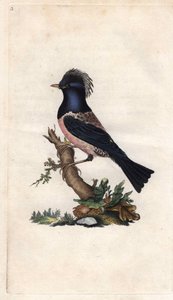ロゼリン・ムクドリ。Sturnus roseus (Turdus roseus).エドワード・ドノヴァン（1768-1837）による銅版画、『Histoire naturelle des oiseaux britanniques』（ロンドン刊）に掲載。 作： Edward Donovan